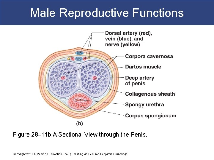 Male Reproductive Functions Figure 28– 11 b A Sectional View through the Penis. Copyright