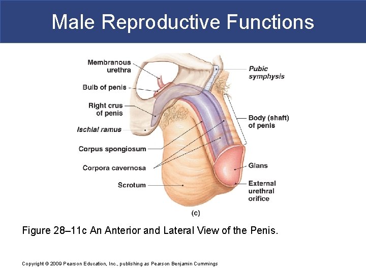 Male Reproductive Functions Figure 28– 11 c An Anterior and Lateral View of the