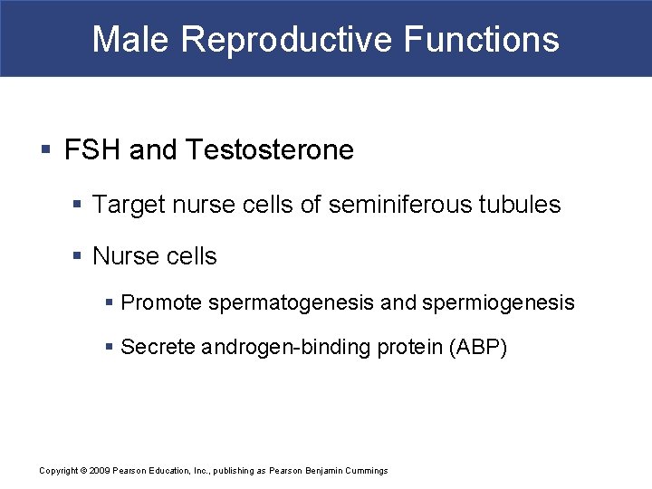 Male Reproductive Functions § FSH and Testosterone § Target nurse cells of seminiferous tubules