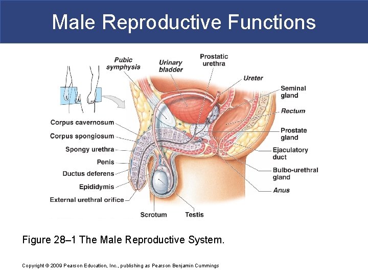 Male Reproductive Functions Figure 28– 1 The Male Reproductive System. Copyright © 2009 Pearson