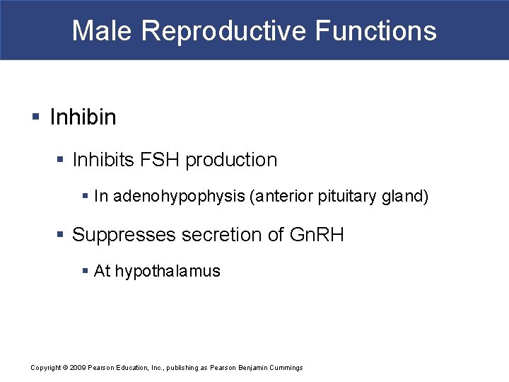 Male Reproductive Functions § Inhibin § Inhibits FSH production § In adenohypophysis (anterior pituitary