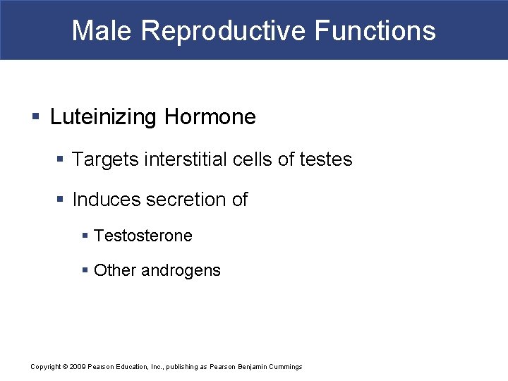 Male Reproductive Functions § Luteinizing Hormone § Targets interstitial cells of testes § Induces