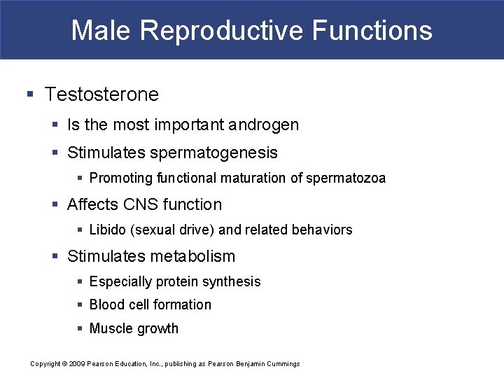 Male Reproductive Functions § Testosterone § Is the most important androgen § Stimulates spermatogenesis
