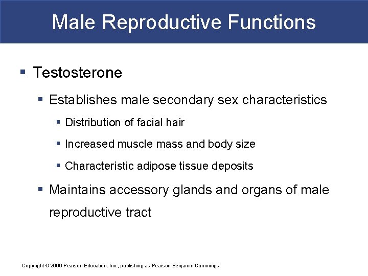 Male Reproductive Functions § Testosterone § Establishes male secondary sex characteristics § Distribution of