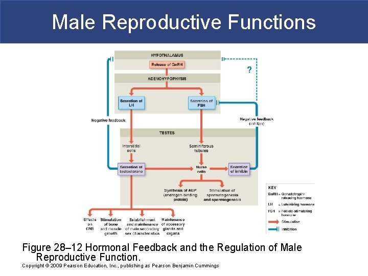 Male Reproductive Functions Figure 28– 12 Hormonal Feedback and the Regulation of Male Reproductive