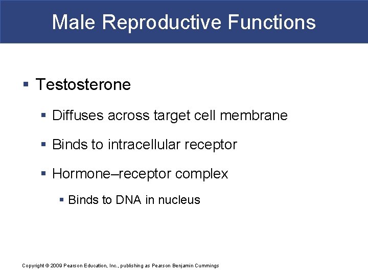 Male Reproductive Functions § Testosterone § Diffuses across target cell membrane § Binds to