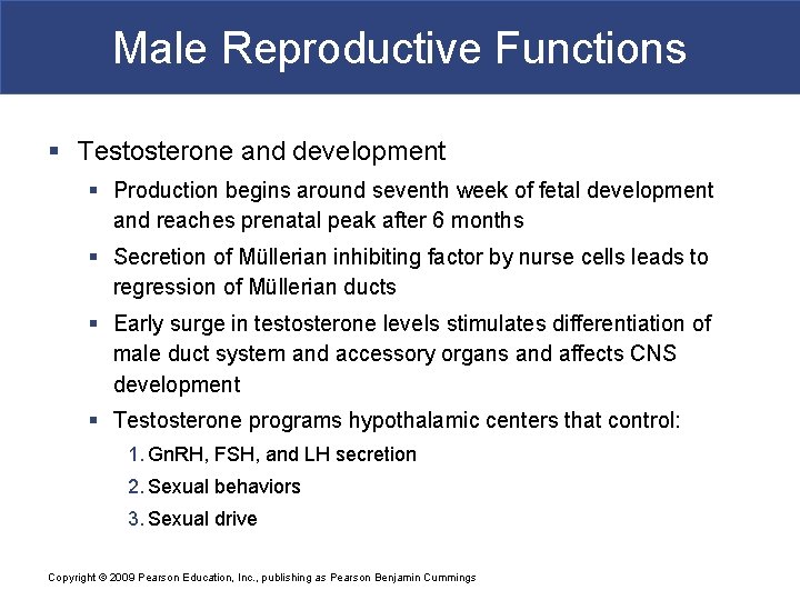 Male Reproductive Functions § Testosterone and development § Production begins around seventh week of