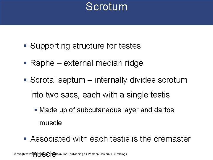 Scrotum § Supporting structure for testes § Raphe – external median ridge § Scrotal