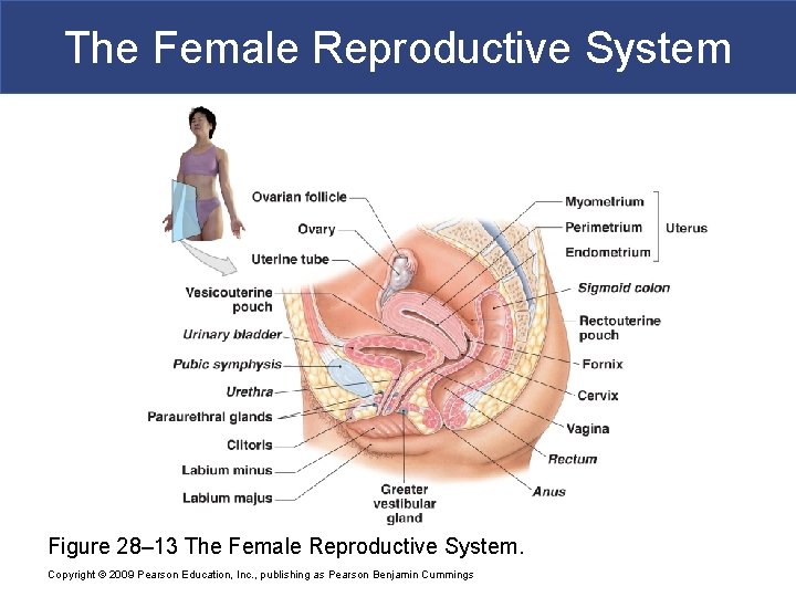 The Female Reproductive System Figure 28– 13 The Female Reproductive System. Copyright © 2009