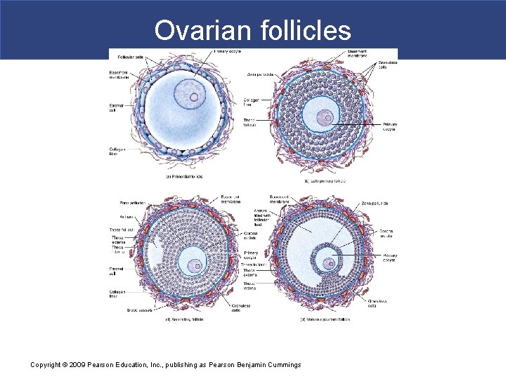 Ovarian follicles Copyright © 2009 Pearson Education, Inc. , publishing as Pearson Benjamin Cummings