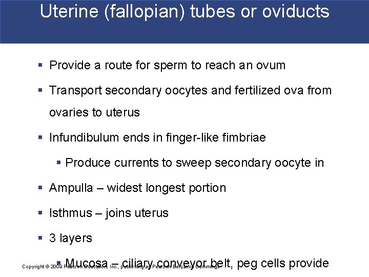 Uterine (fallopian) tubes or oviducts § Provide a route for sperm to reach an