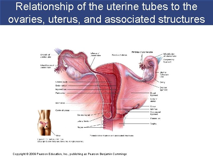 Relationship of the uterine tubes to the ovaries, uterus, and associated structures Copyright ©