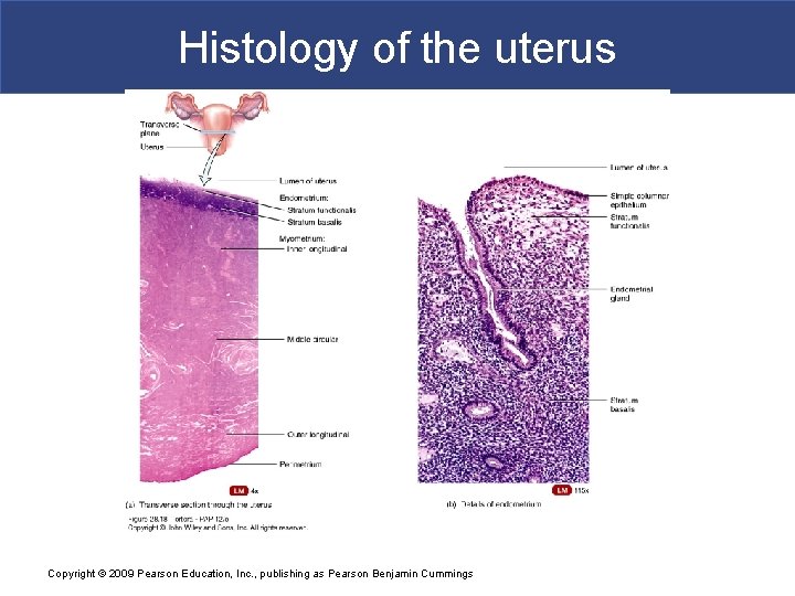 Histology of the uterus Copyright © 2009 Pearson Education, Inc. , publishing as Pearson