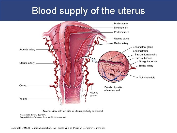 Blood supply of the uterus Copyright © 2009 Pearson Education, Inc. , publishing as