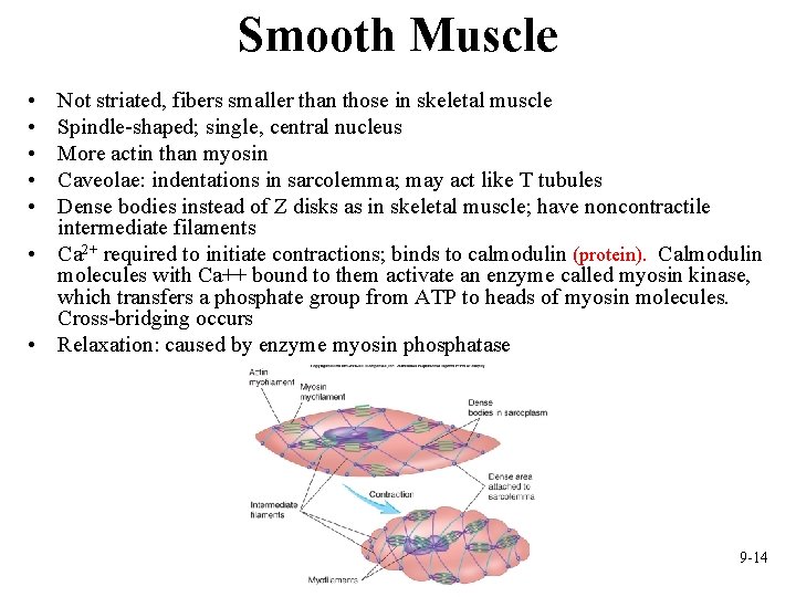 Smooth Muscle • • • Not striated, fibers smaller than those in skeletal muscle