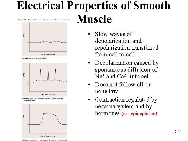 Electrical Properties of Smooth Muscle • Slow waves of depolarization and repolarization transferred from