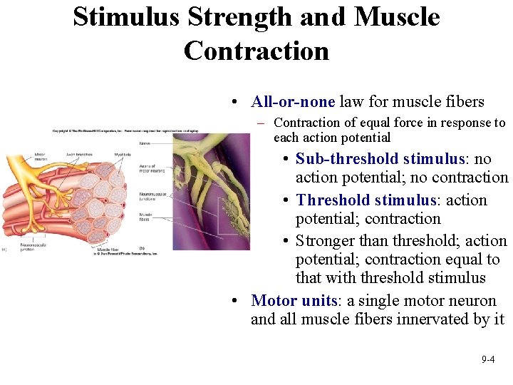 Stimulus Strength and Muscle Contraction • All-or-none law for muscle fibers – Contraction of