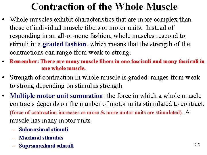 Contraction of the Whole Muscle • Whole muscles exhibit characteristics that are more complex