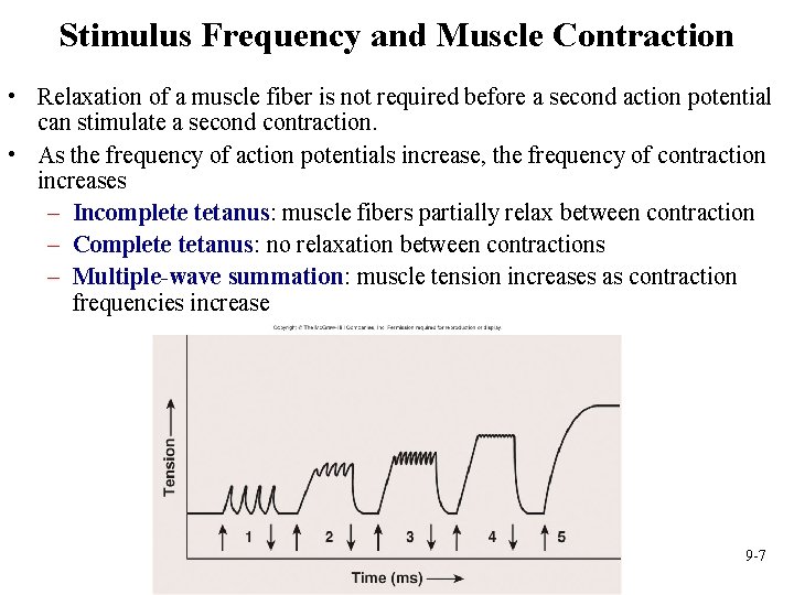 Stimulus Frequency and Muscle Contraction • Relaxation of a muscle fiber is not required