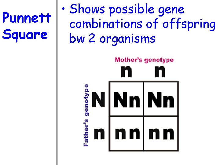  • Shows possible gene Punnett combinations of offspring Square bw 2 organisms 
