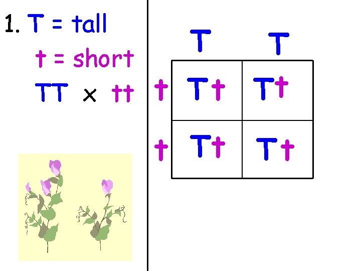 1. T = tall t = short TT x tt T T t Tt