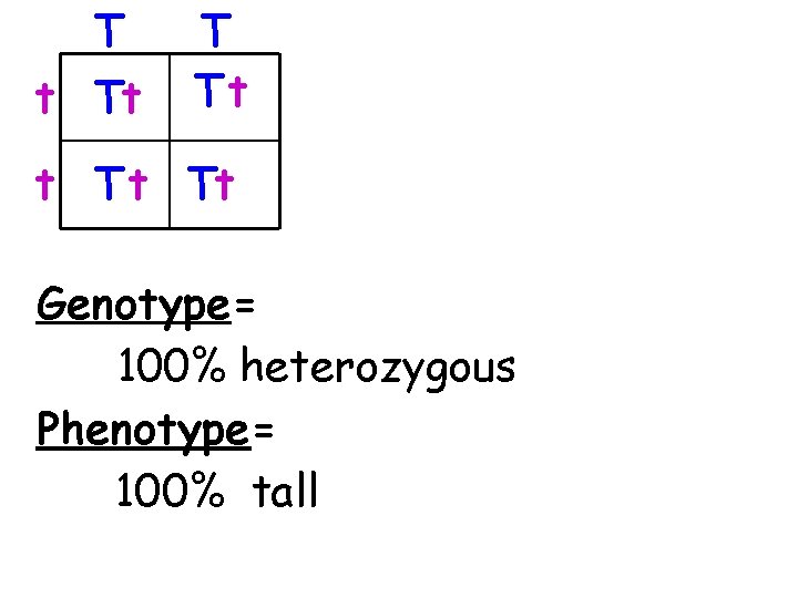 T t Tt T Tt t Tt Genotype= 100% heterozygous Phenotype= 100% tall 