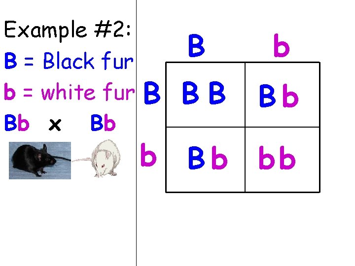 Example #2: B = Black fur b = white fur Bb x Bb B