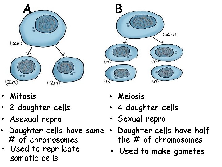 A Mitosis • • 2 daughter cells • Asexual repro Daughter cells have same