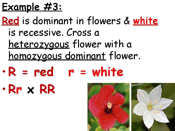 Example #3: Red is dominant in flowers & white is recessive. Cross a heterozygous