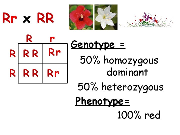 Rr x RR R R RR r Rr R Rr Genotype = 50% homozygous
