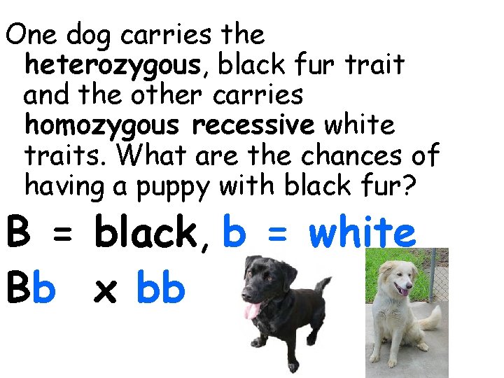 One dog carries the heterozygous, black fur trait and the other carries homozygous recessive