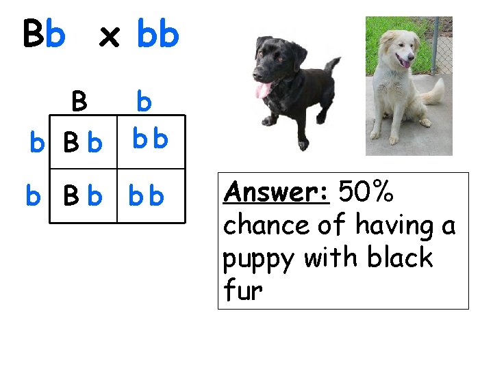 Bb x bb B b Bb b bb b B b bb Answer: 50%