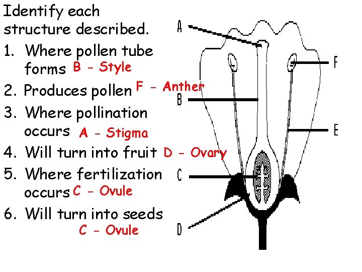 Identify each structure described. 1. Where pollen tube forms B - Style 2. Produces