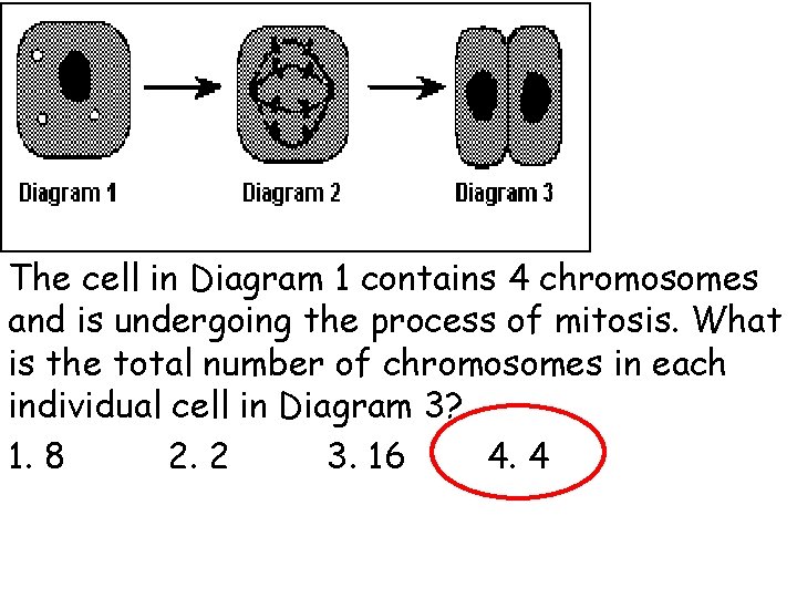 The cell in Diagram 1 contains 4 chromosomes and is undergoing the process of