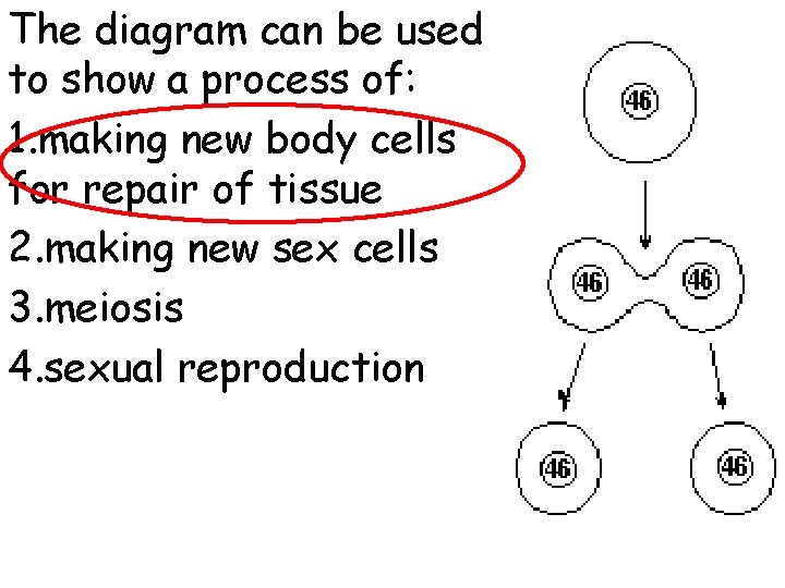 The diagram can be used to show a process of: 1. making new body