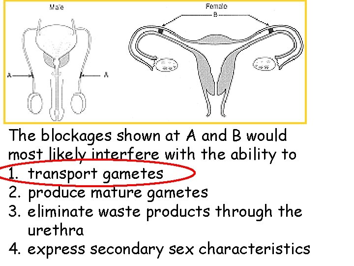 The blockages shown at A and B would most likely interfere with the ability