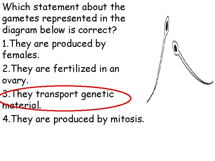 Which statement about the gametes represented in the diagram below is correct? 1. They