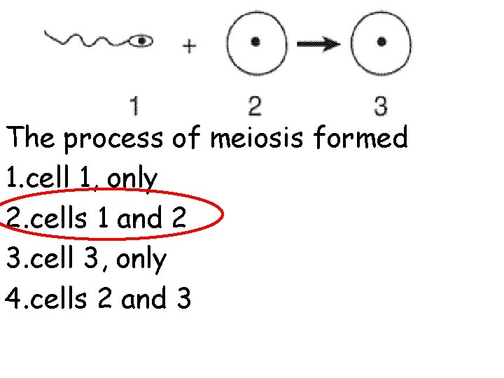 The process of meiosis formed 1. cell 1, only 2. cells 1 and 2