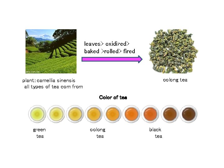 leaves> oxidized> baked >rolled> fired oolong tea plant：camellia sinensis all types of tea com