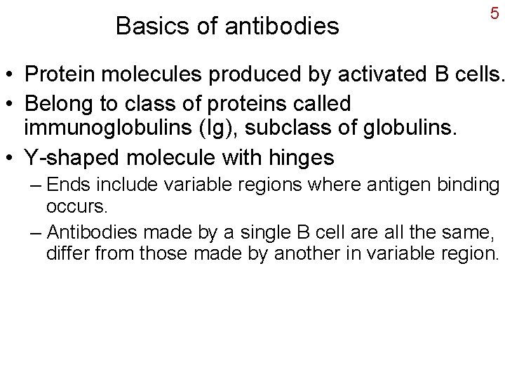 Basics of antibodies 5 • Protein molecules produced by activated B cells. • Belong