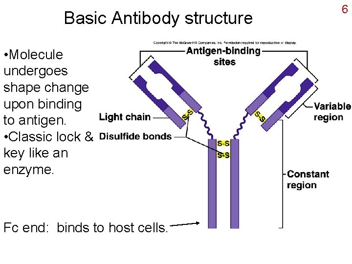 Basic Antibody structure • Molecule undergoes shape change upon binding to antigen. • Classic