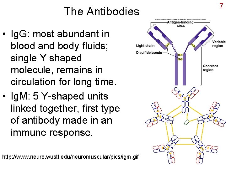 The Antibodies • Ig. G: most abundant in blood and body fluids; single Y