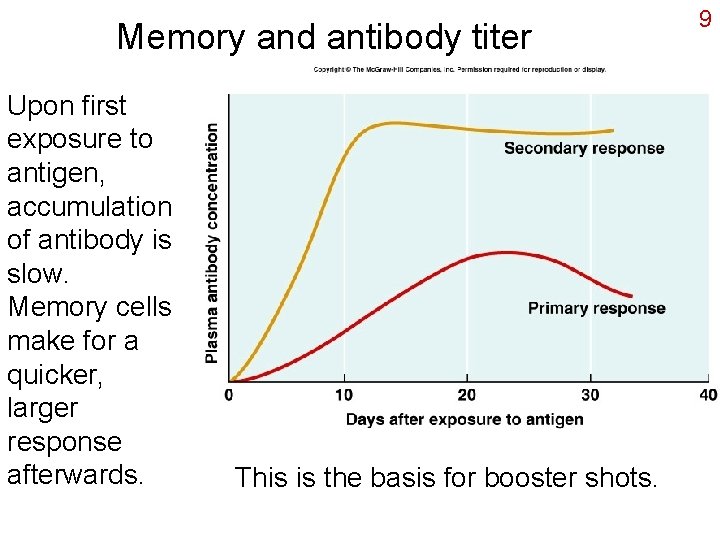 Memory and antibody titer Upon first exposure to antigen, accumulation of antibody is slow.