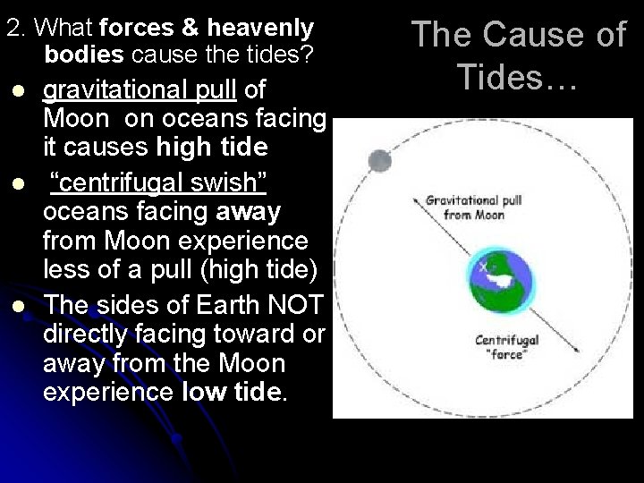 2. What forces & heavenly bodies cause the tides? l l l gravitational pull