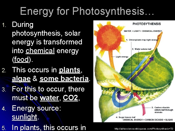 Energy for Photosynthesis… 1. 2. 3. 4. 5. During photosynthesis, solar energy is transformed
