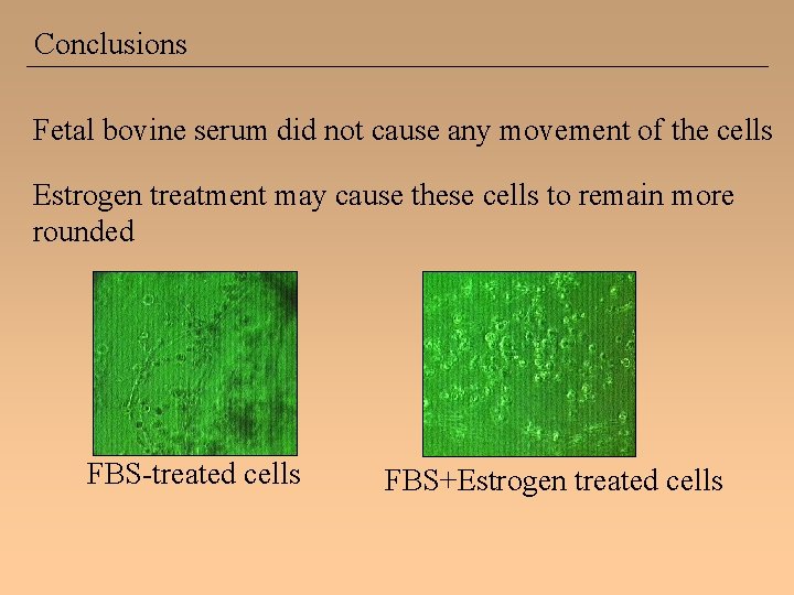 Conclusions Fetal bovine serum did not cause any movement of the cells Estrogen treatment