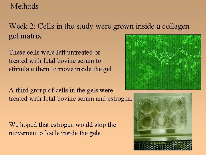 Methods Week 2: Cells in the study were grown inside a collagen gel matrix