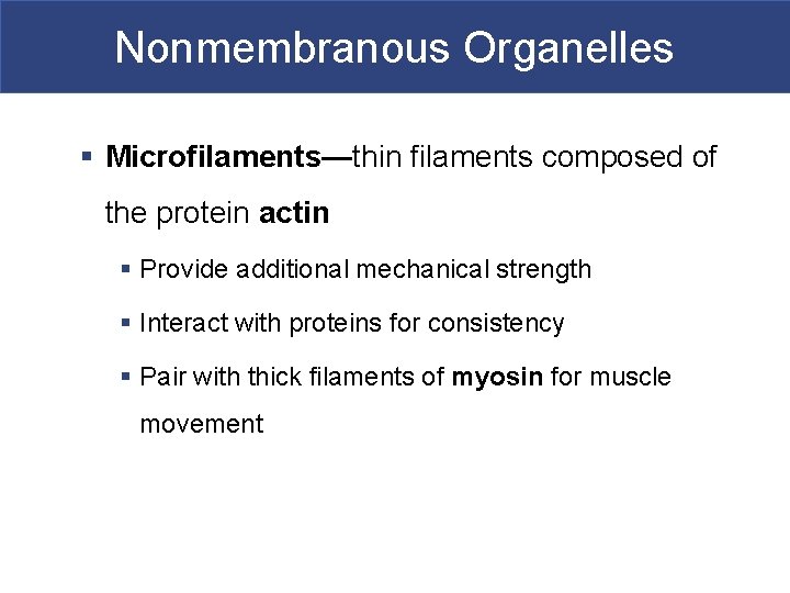 Nonmembranous Organelles § Microfilaments—thin filaments composed of the protein actin § Provide additional mechanical