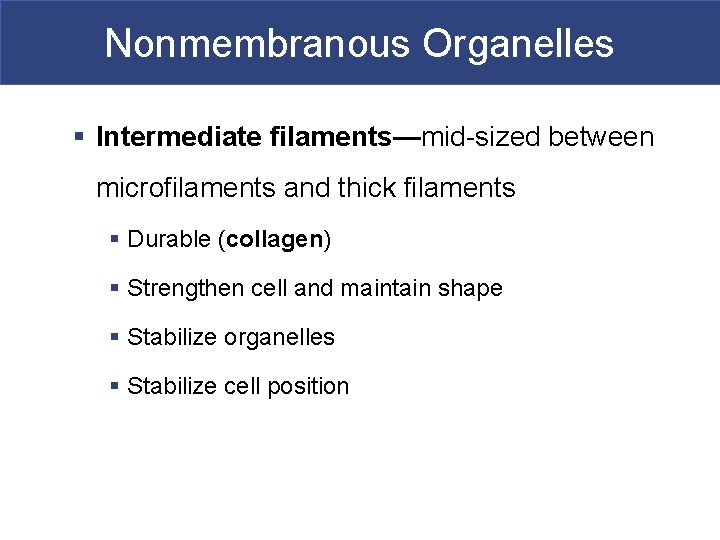 Nonmembranous Organelles § Intermediate filaments—mid-sized between microfilaments and thick filaments § Durable (collagen) §