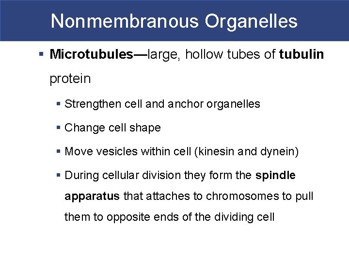 Nonmembranous Organelles § Microtubules—large, hollow tubes of tubulin protein § Strengthen cell and anchor